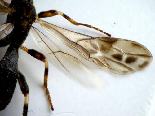 Réf. 226 736 : Wachsmannia spathiiformis